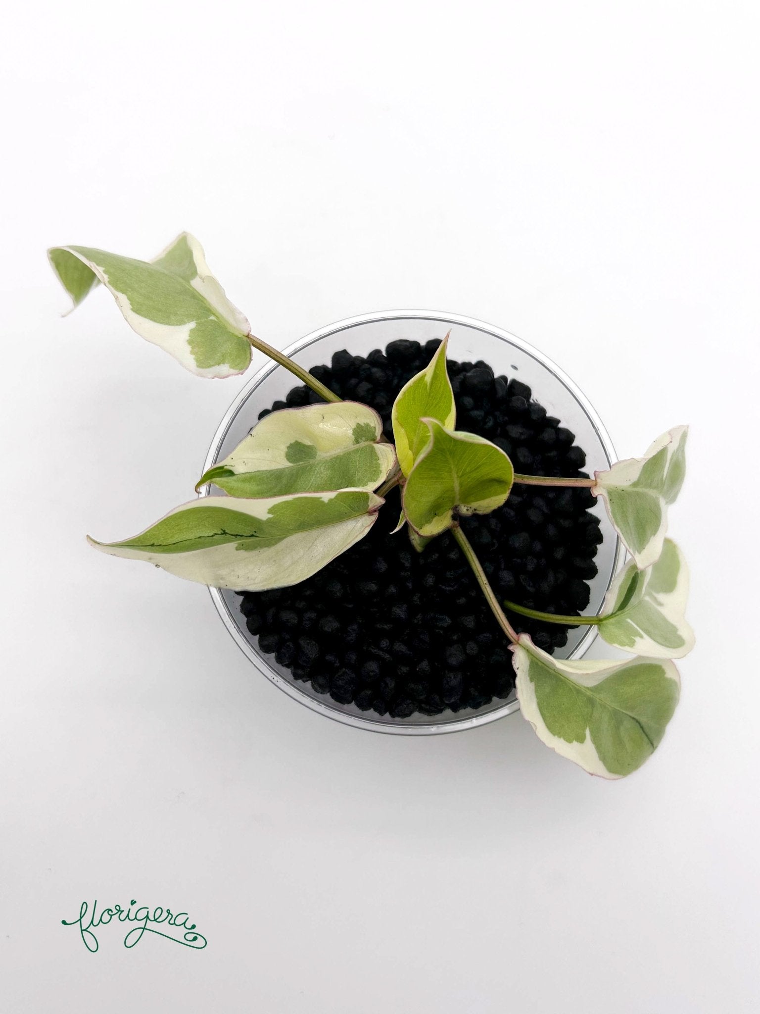 Philodendron Burle Marx White Lava - baby rastlinka - Florigera