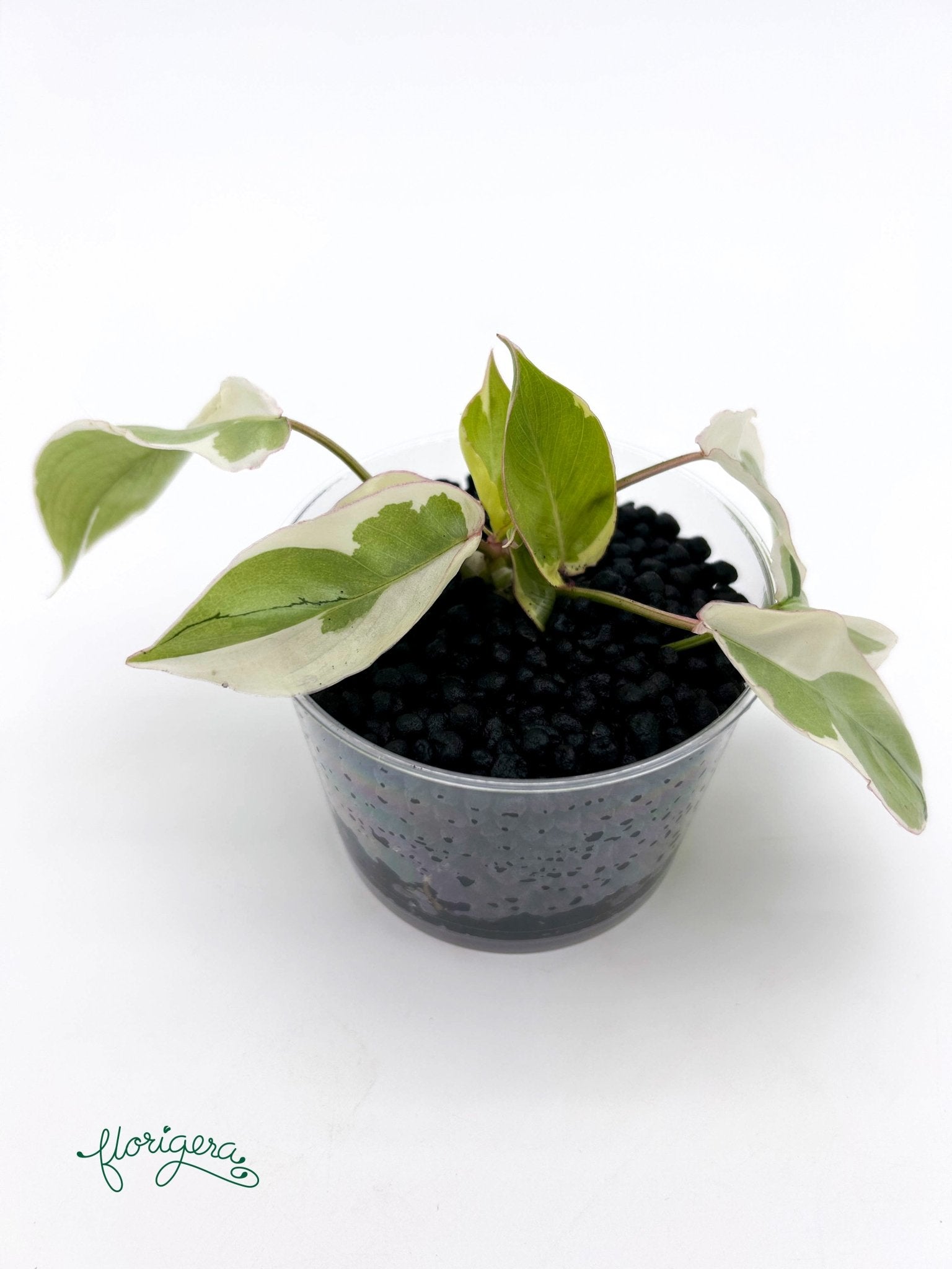 Philodendron Burle Marx White Lava - baby rastlinka - Florigera