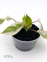 Philodendron Burle Marx White Lava - baby rastlinka - Florigera