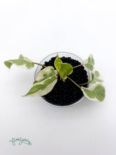 Philodendron Burle Marx White Lava - baby rastlinka - Florigera