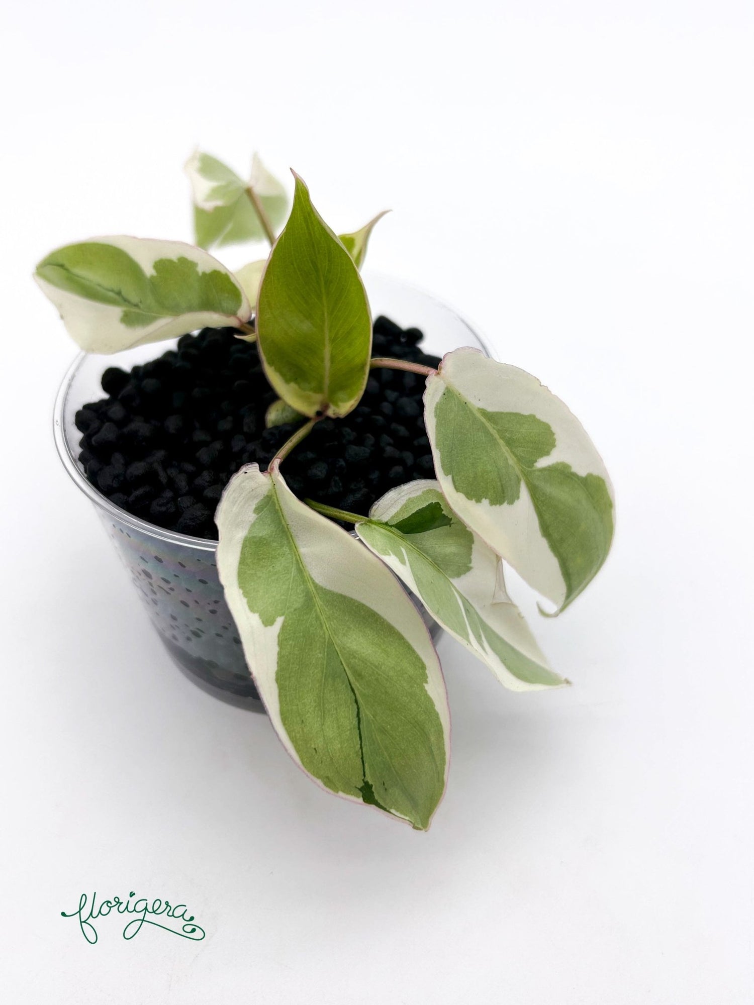 Philodendron Burle Marx White Lava - baby rastlinka - Florigera