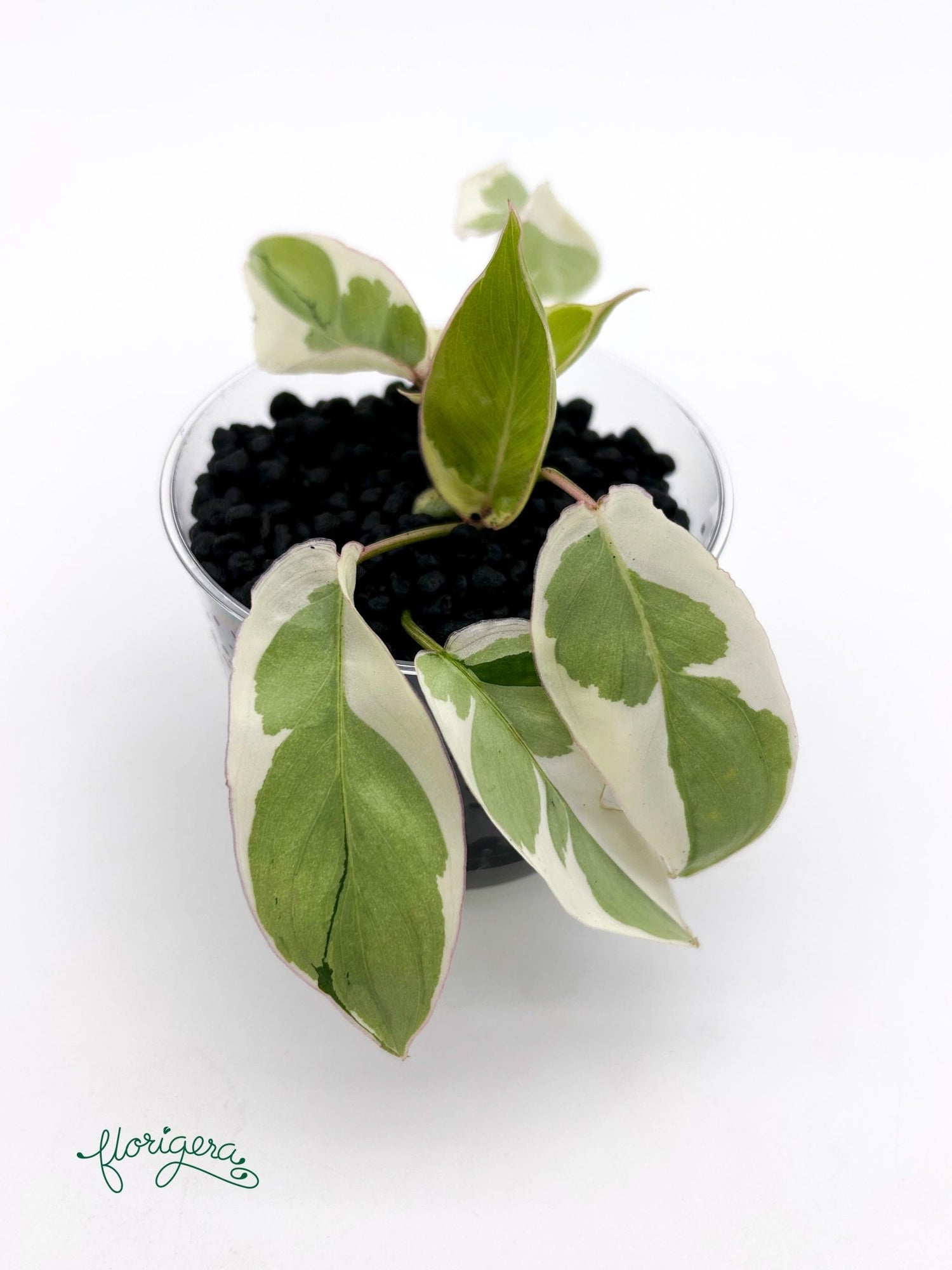 Philodendron Burle Marx White Lava - baby rastlinka - Florigera