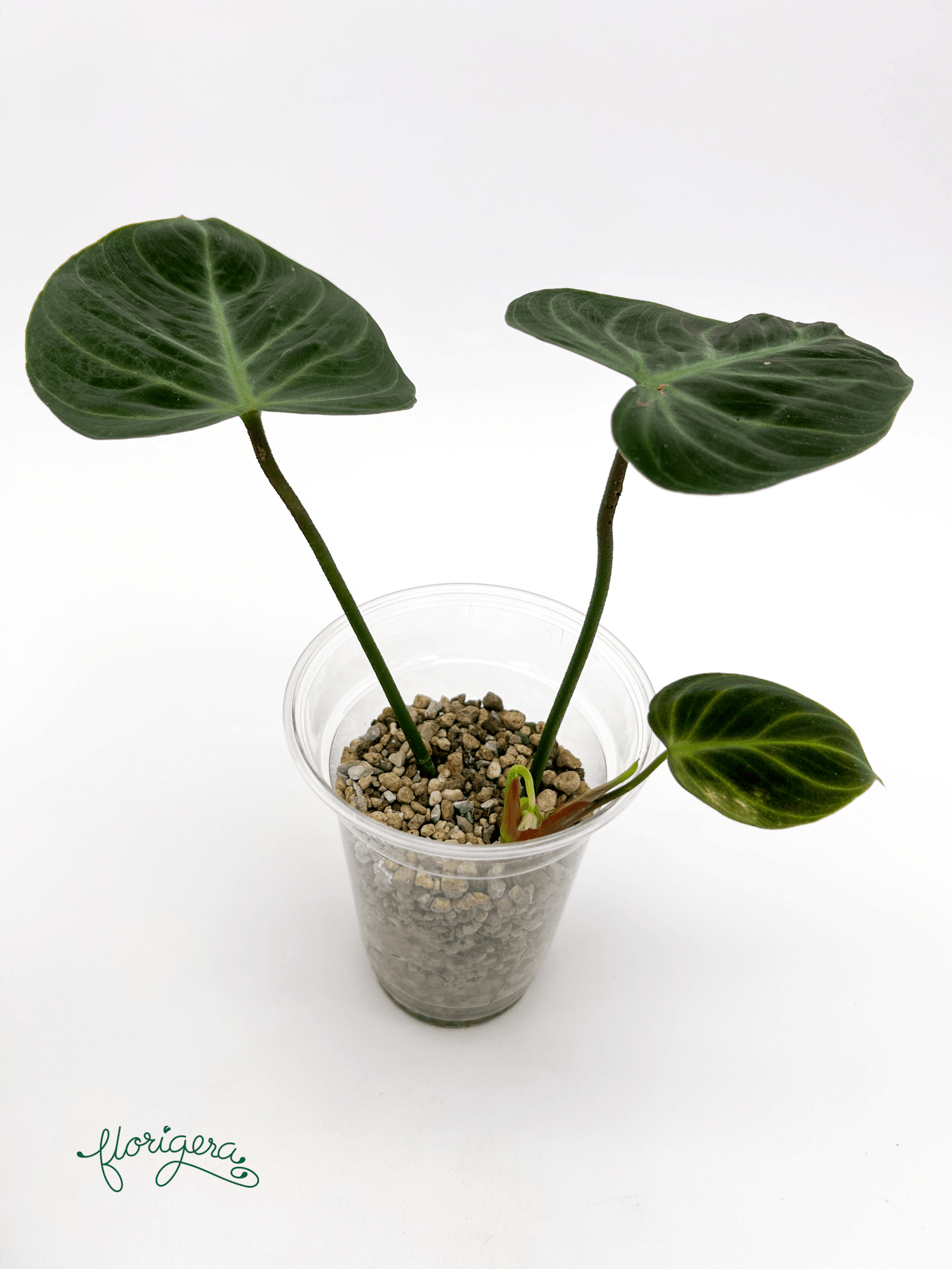 Philodendron &