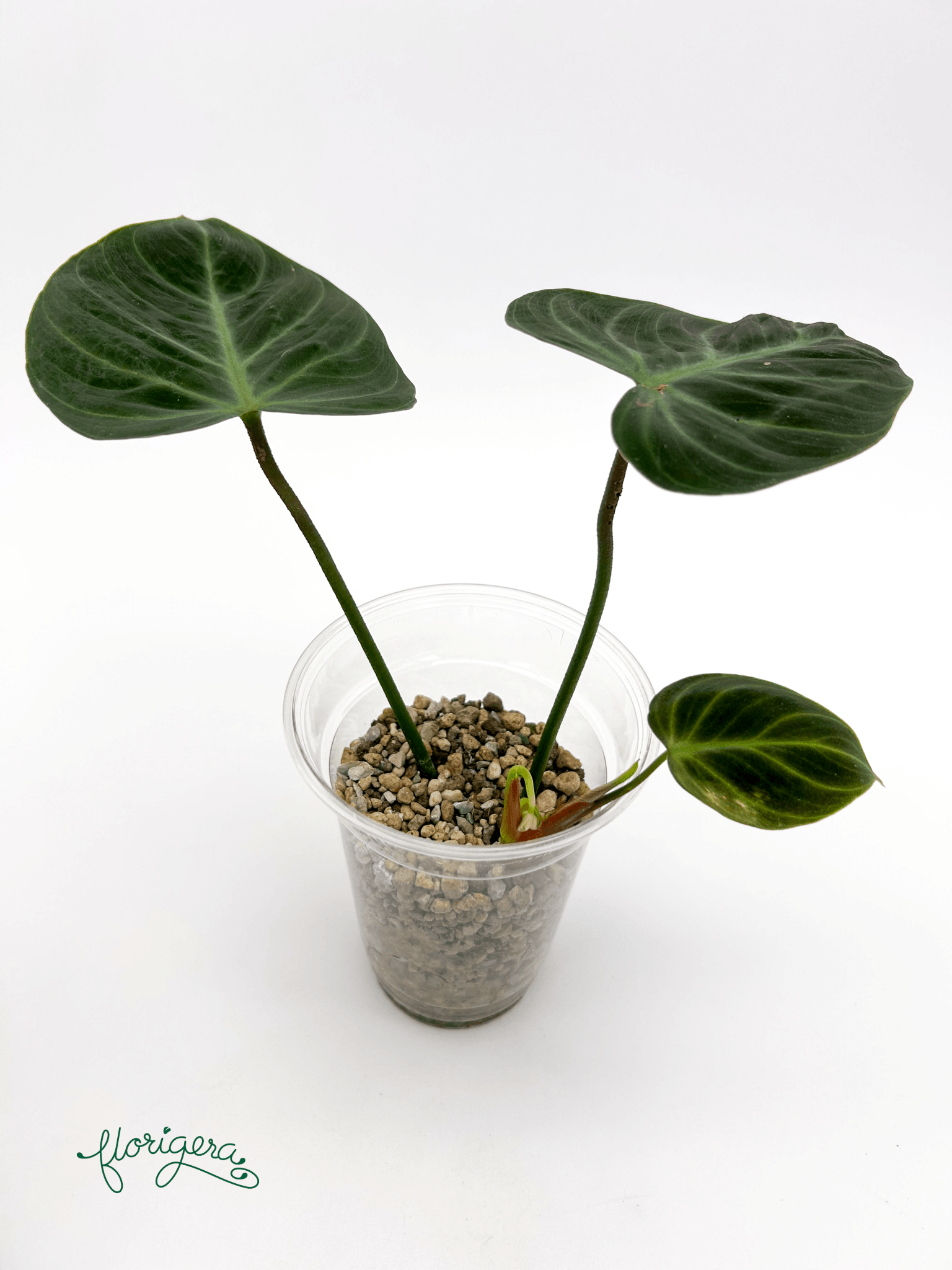 Philodendron &
