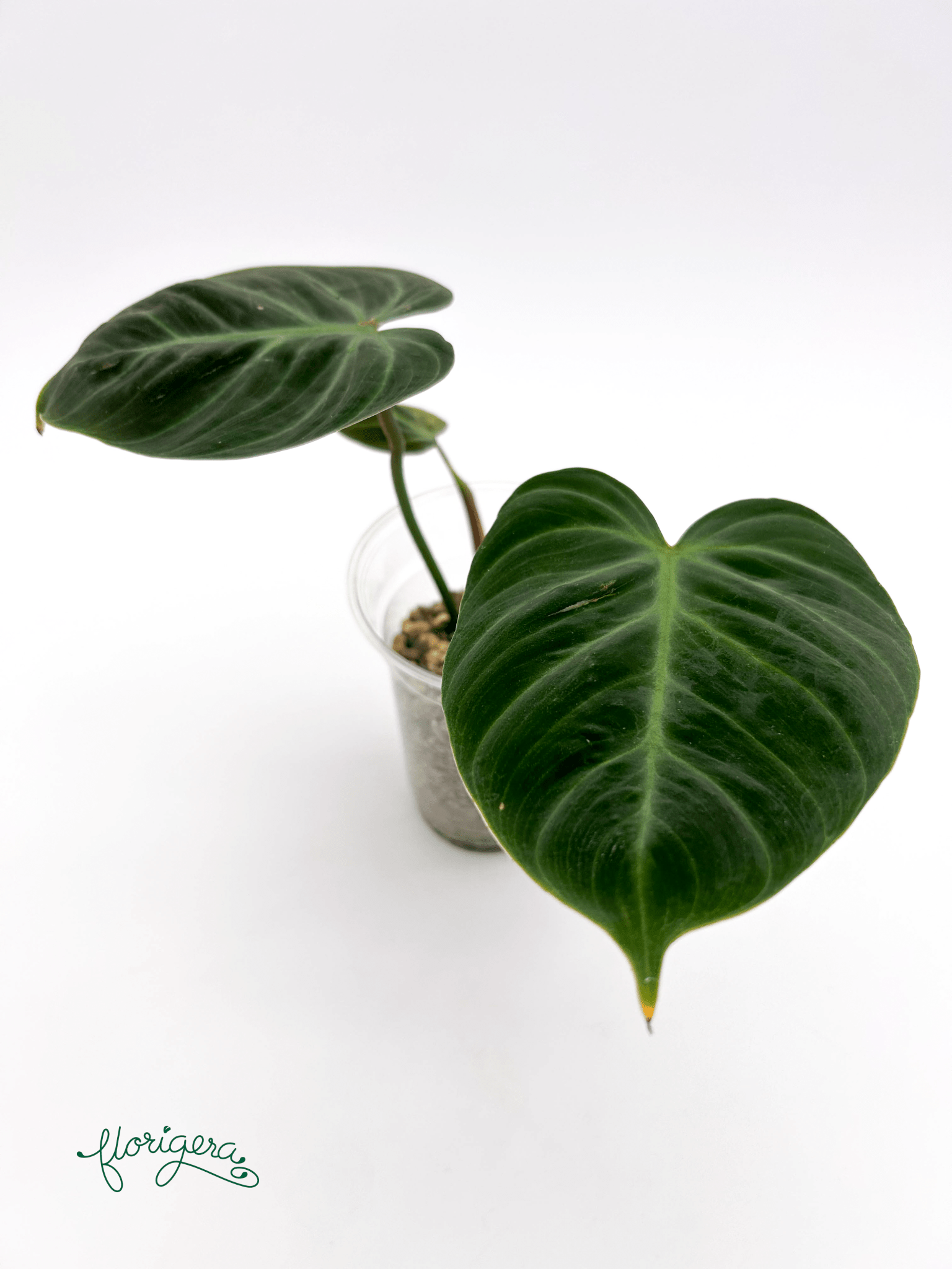 Philodendron &