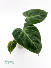 Philodendron &