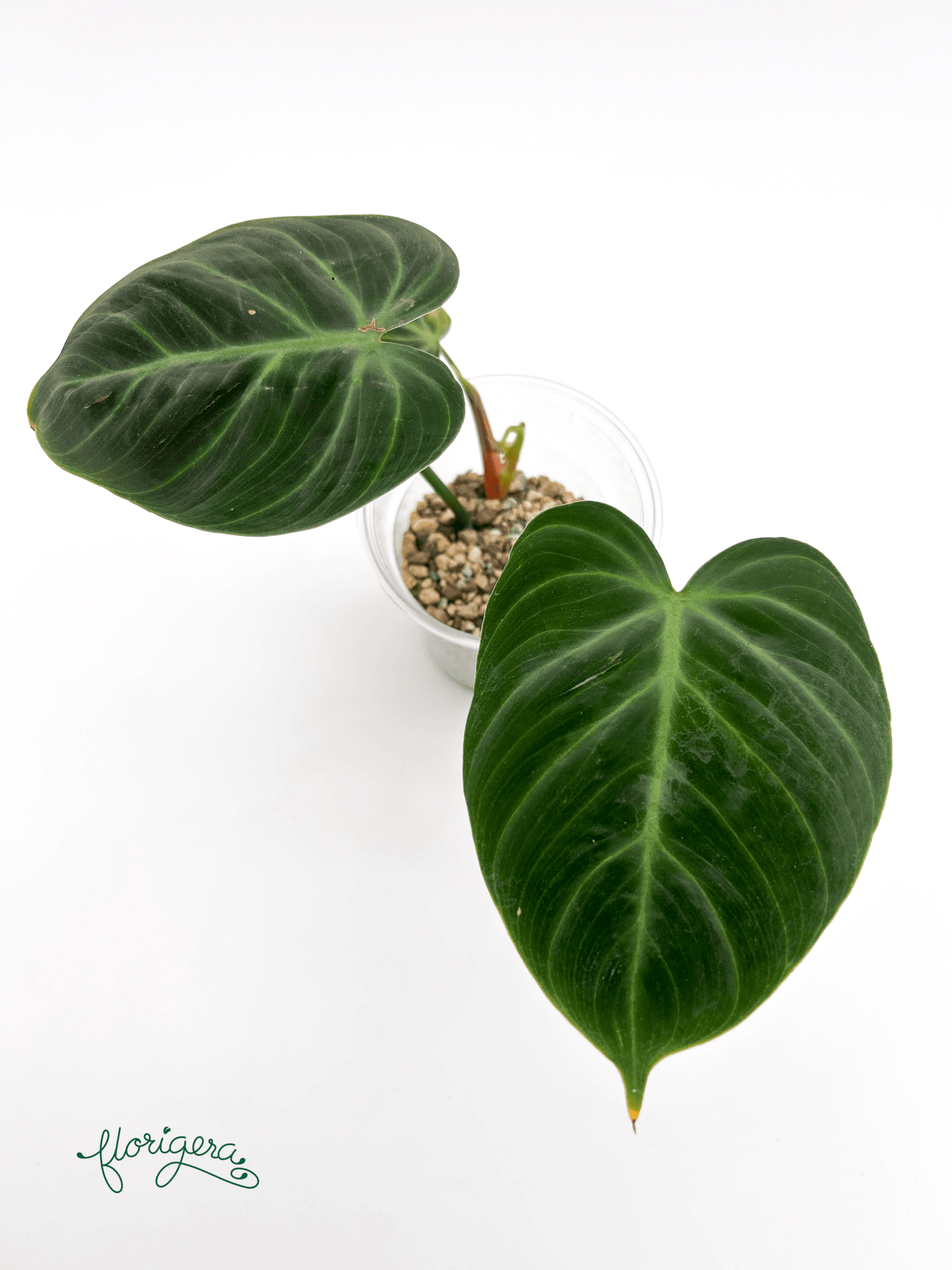 Philodendron &