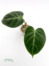 Philodendron &