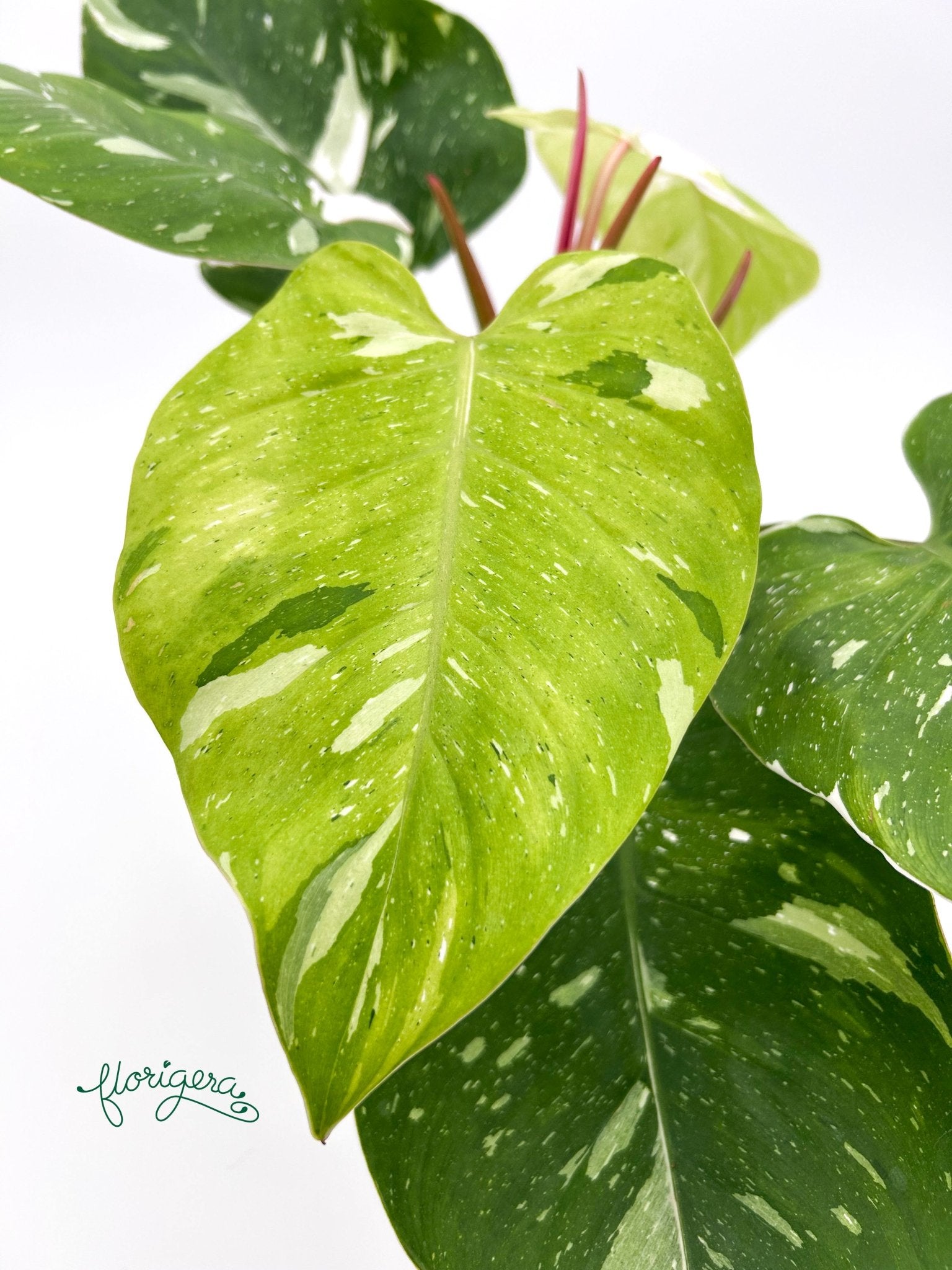 Philodendron Fresh Aurea veľká - Florigera