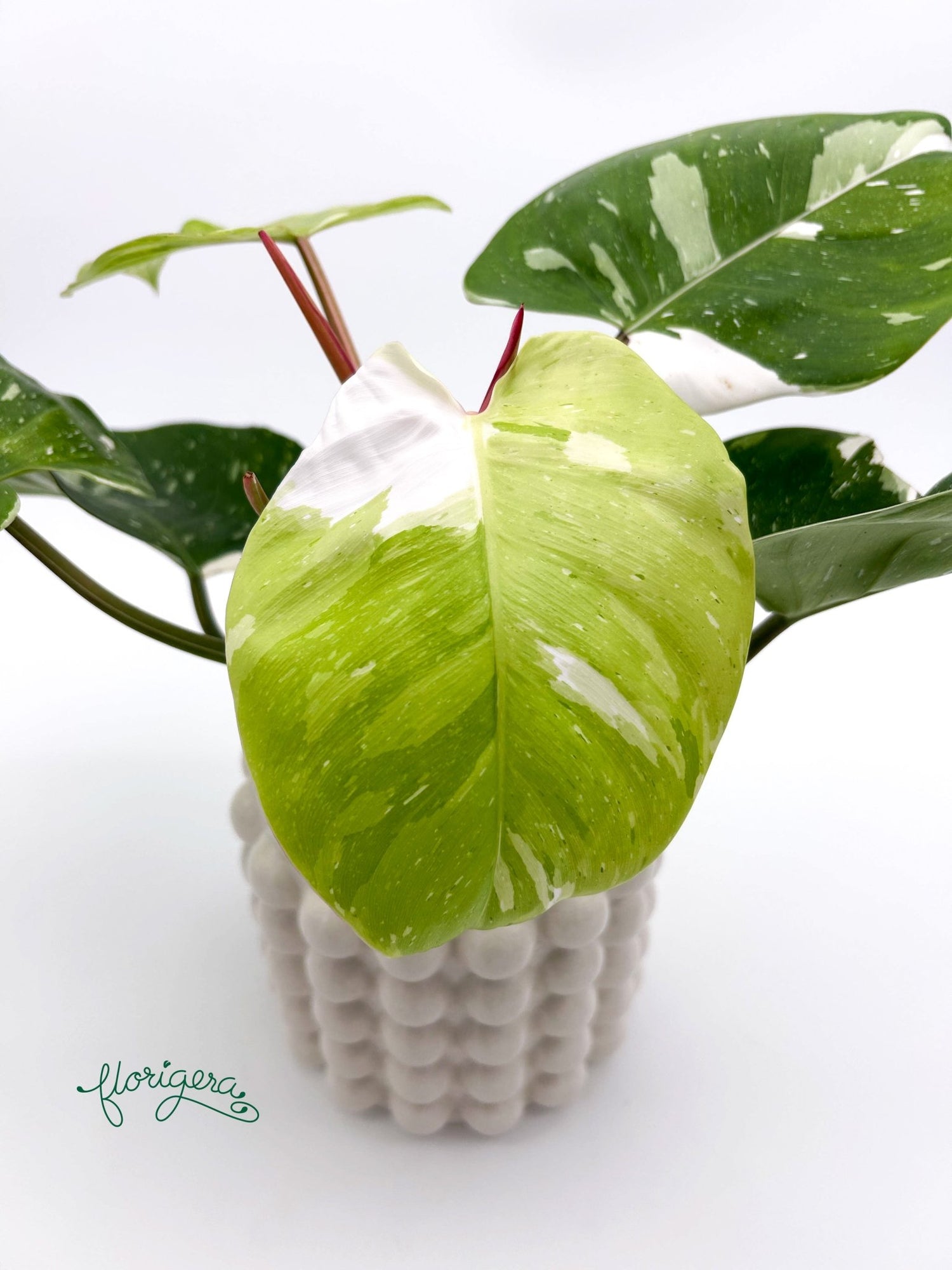 Philodendron Fresh Aurea veľká - Florigera