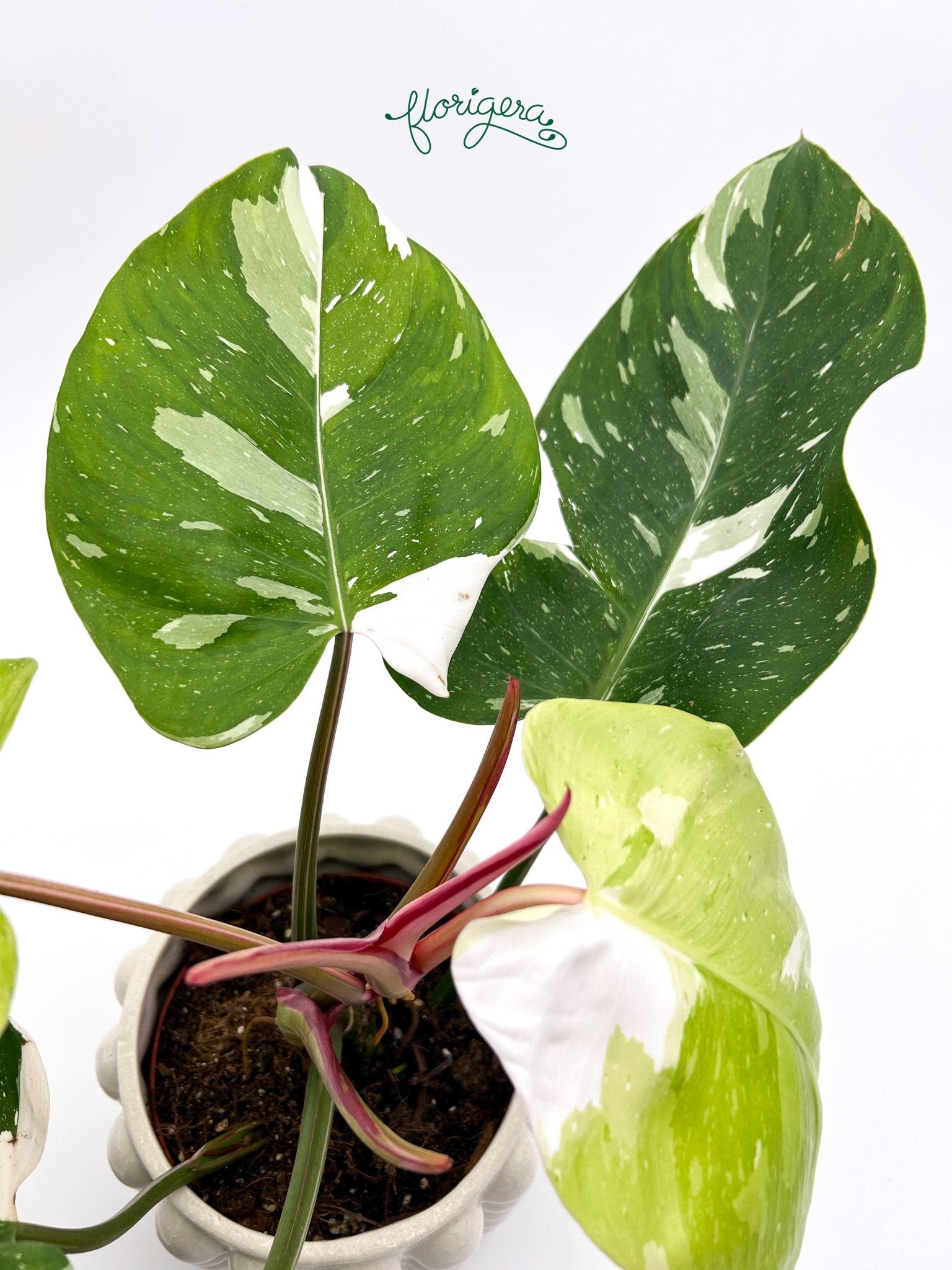Philodendron Fresh Aurea veľká - Florigera