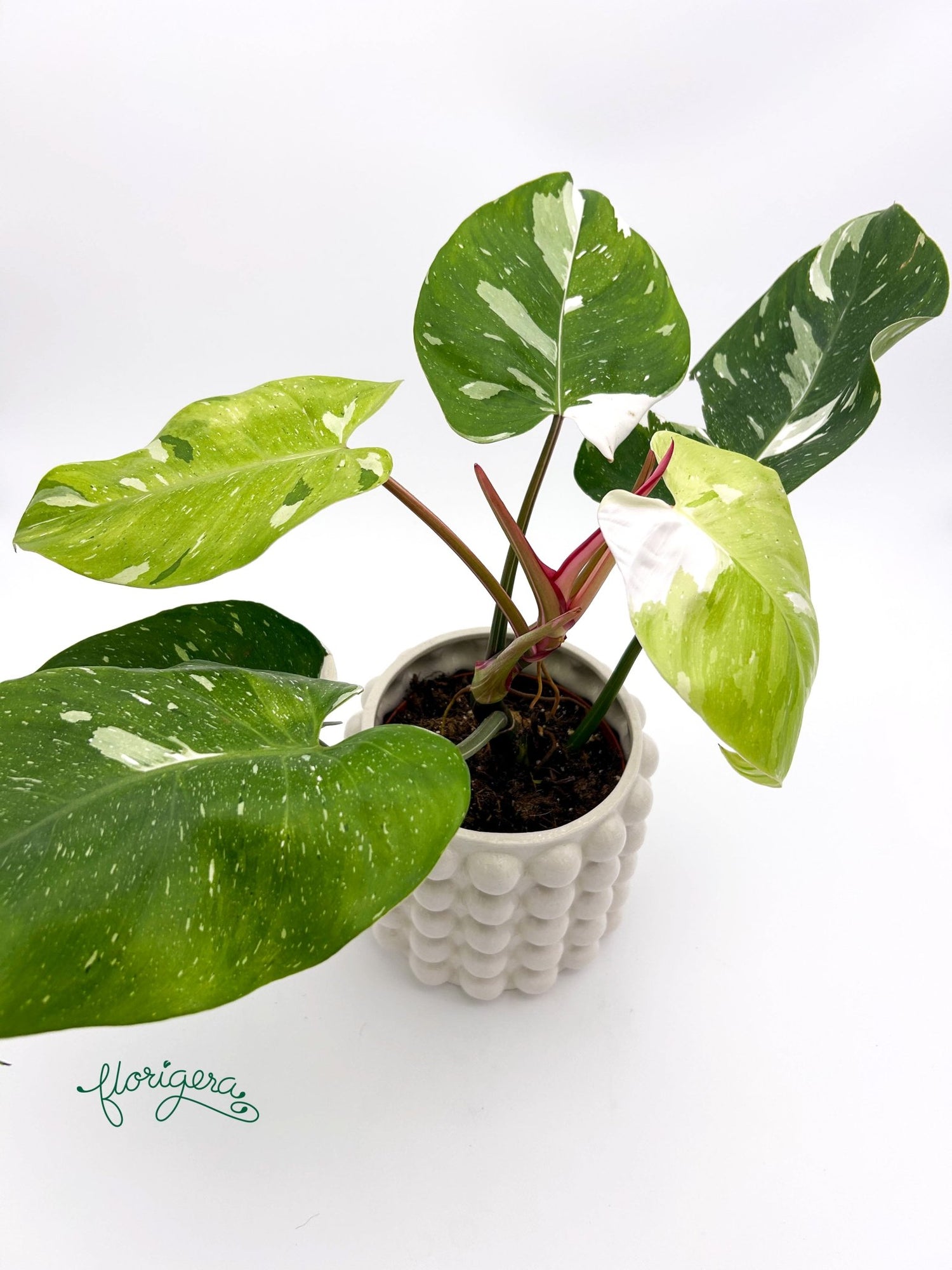 Philodendron Fresh Aurea veľká - Florigera