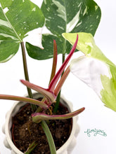 Philodendron Fresh Aurea veľká - Florigera