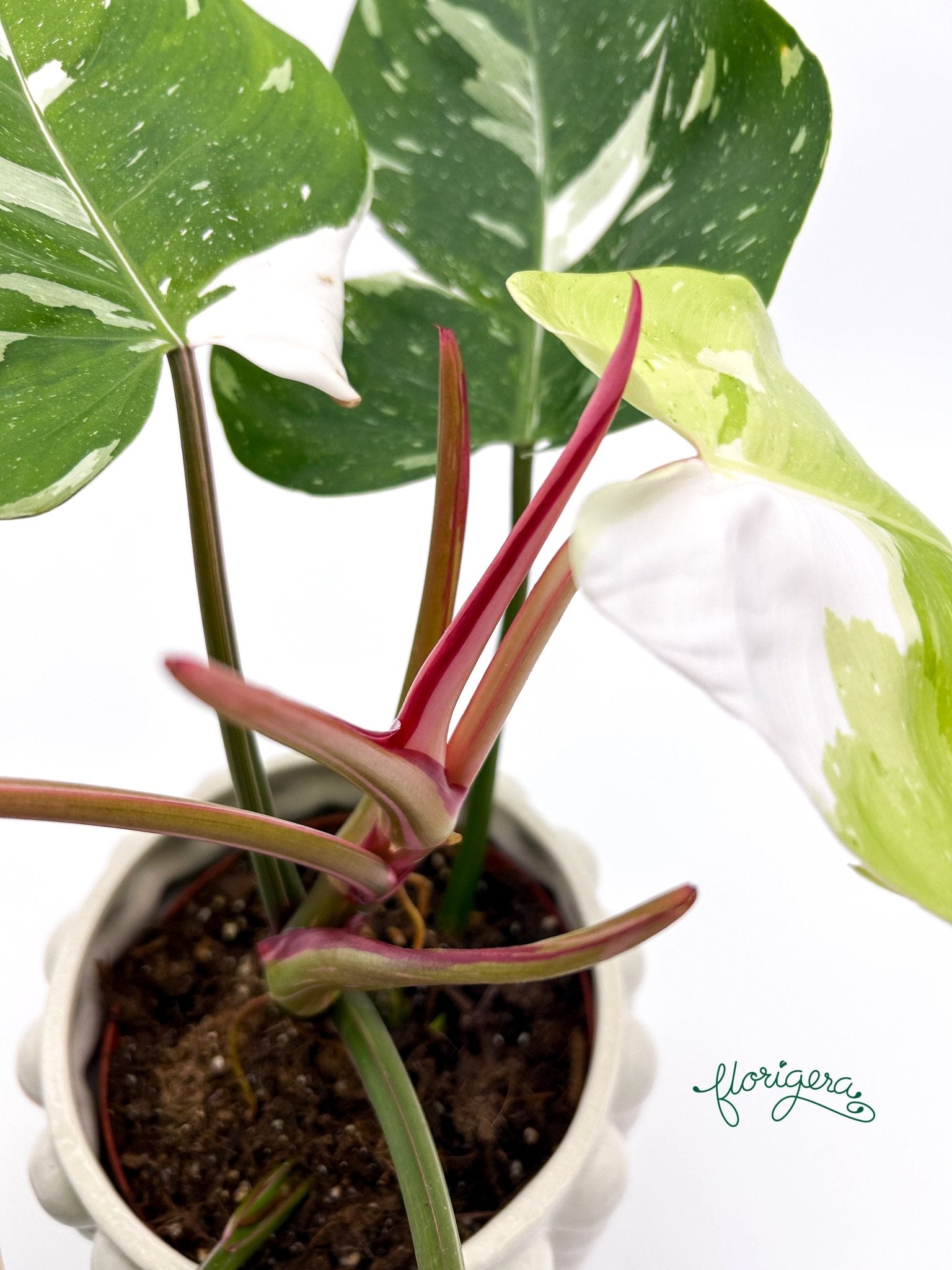 Philodendron Fresh Aurea veľká - Florigera