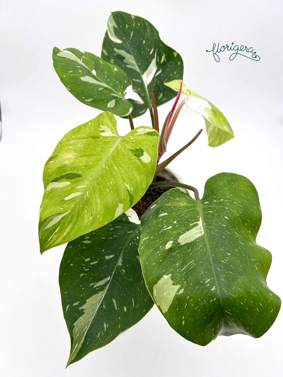 Philodendron Fresh Aurea veľká - Florigera