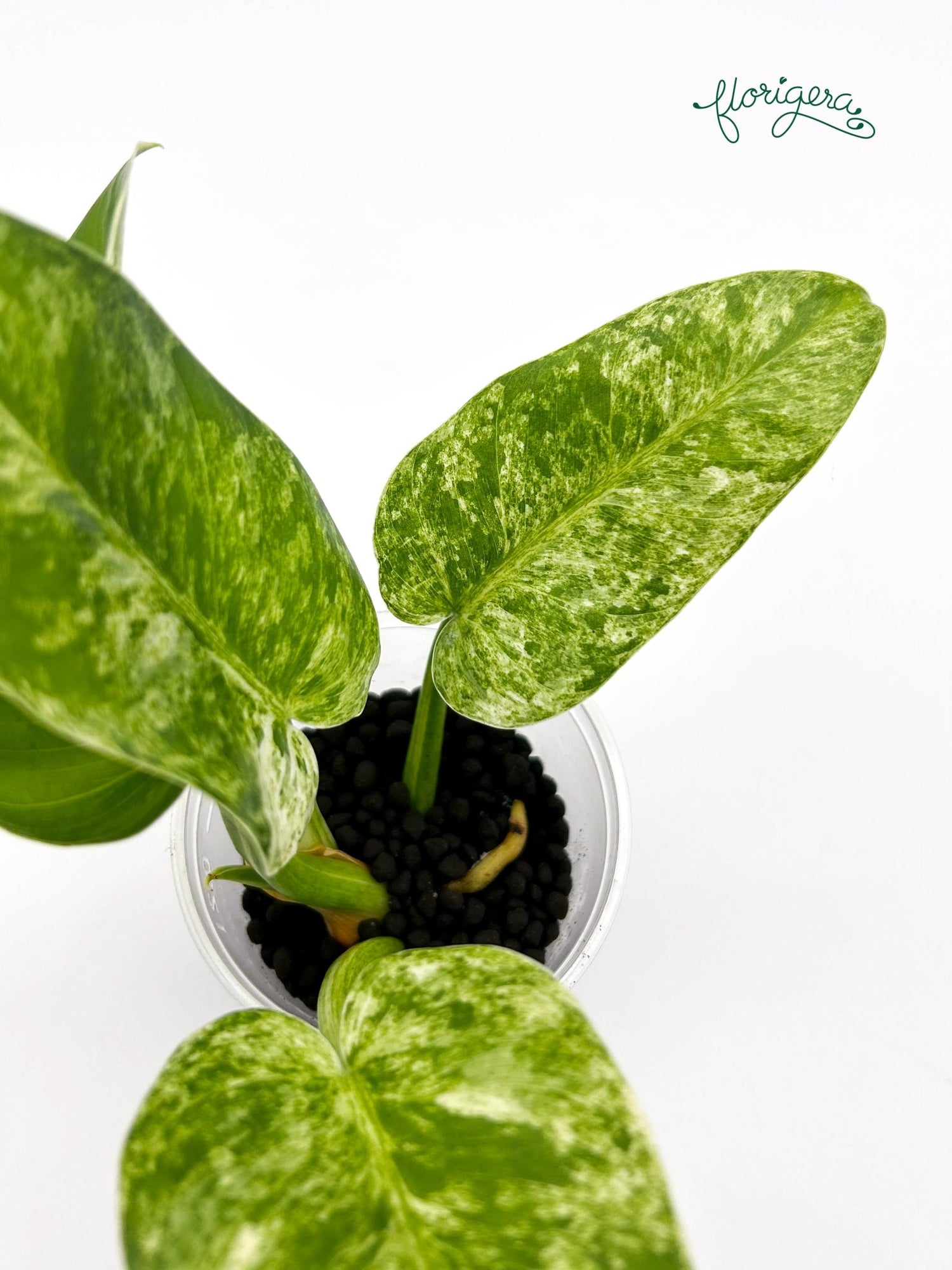 Philodendron giganteum variegata - koreniaca baby rastlinka - Florigera