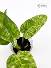 Philodendron giganteum variegata - koreniaca baby rastlinka - Florigera