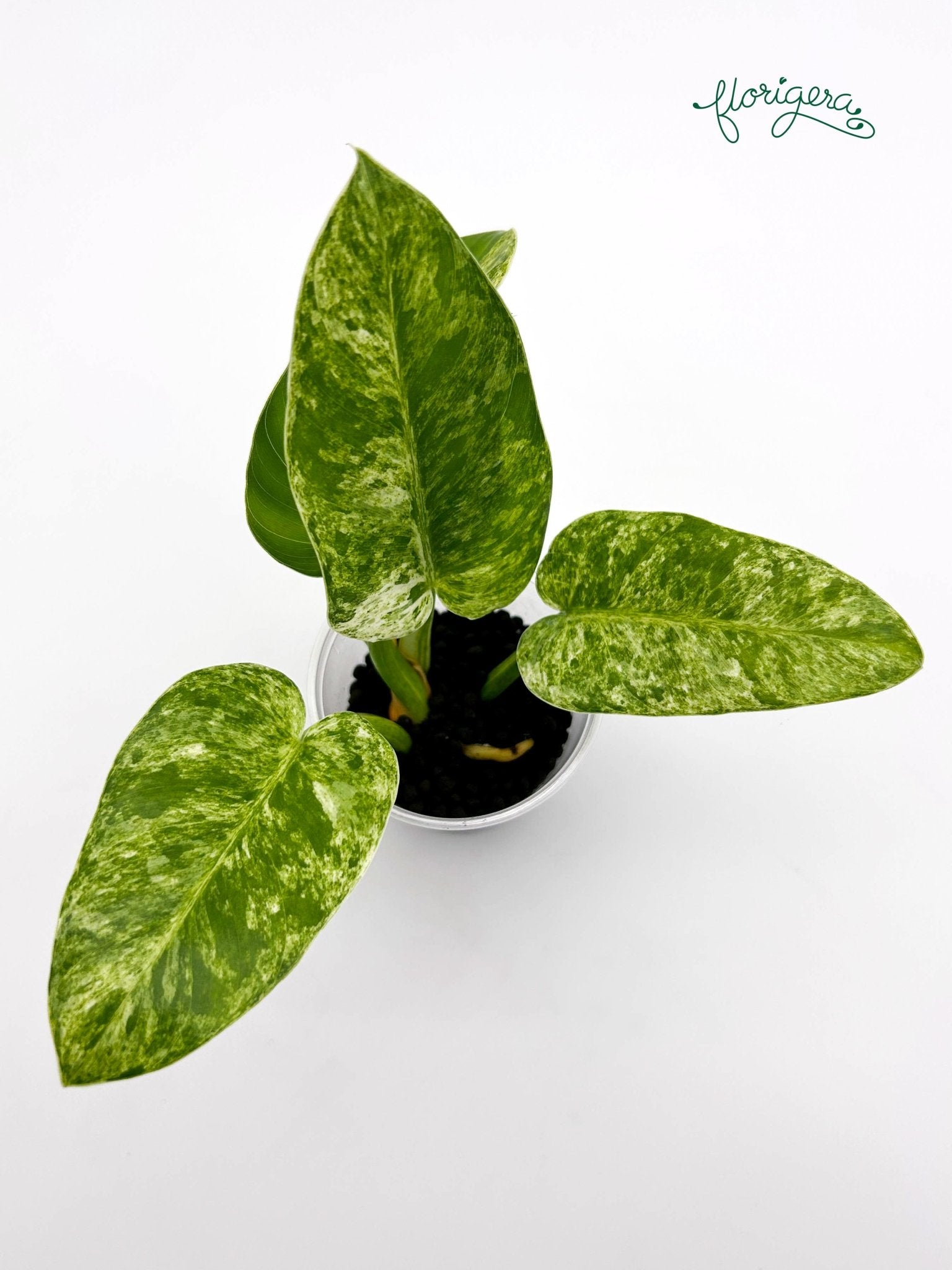 Philodendron giganteum variegata - koreniaca baby rastlinka - Florigera