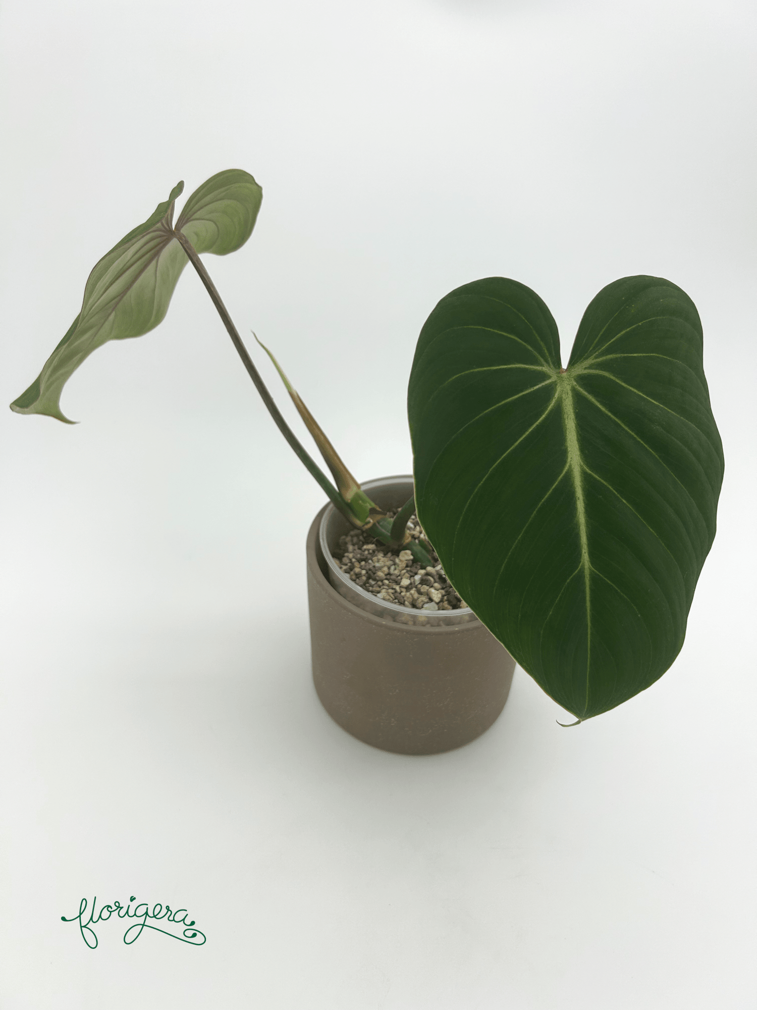 Philodendron gloriosum ‘Zebra’ - Florigera