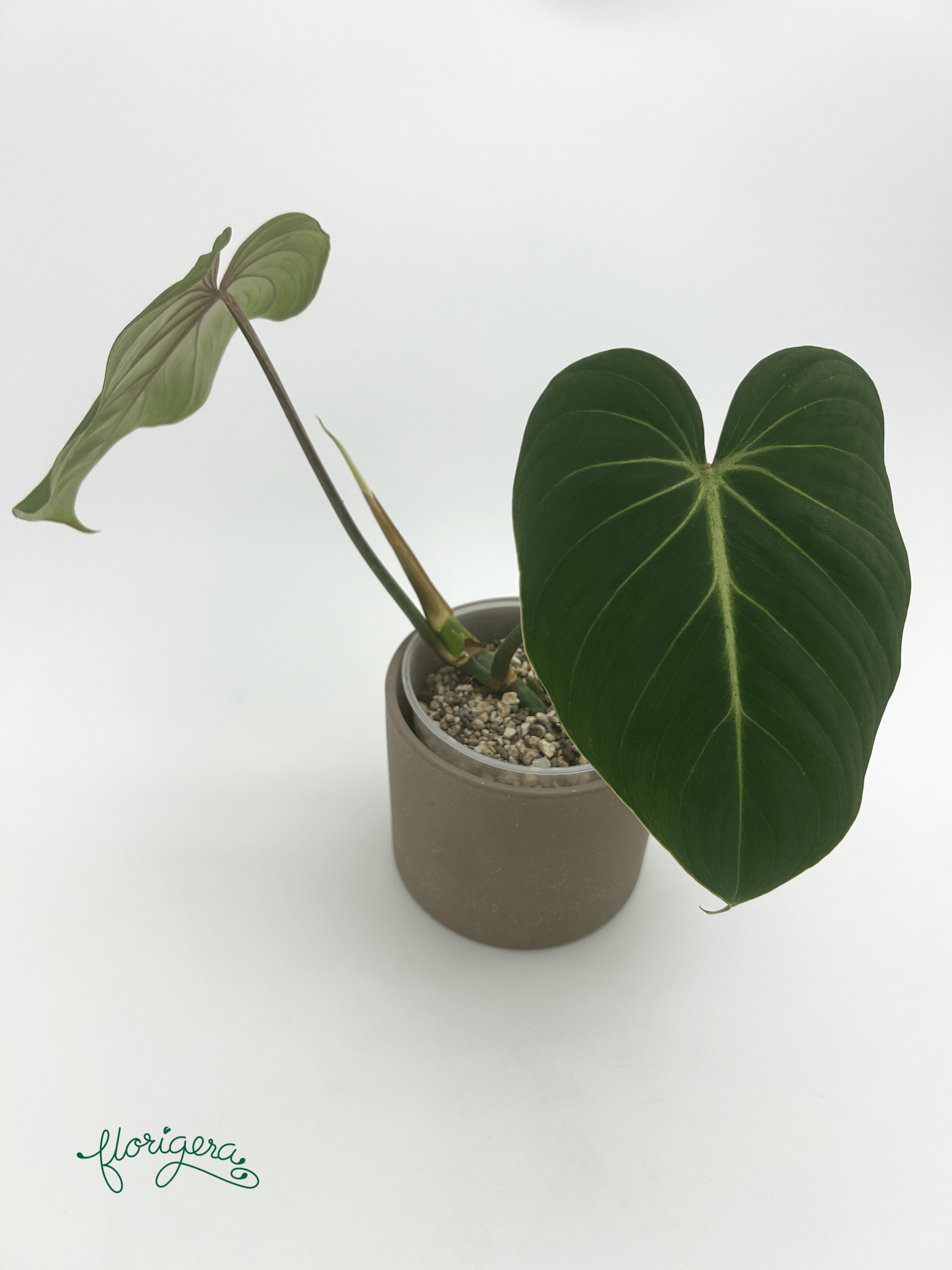Philodendron gloriosum ‘Zebra’ - Florigera