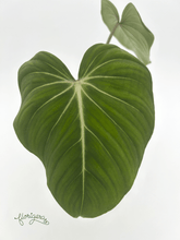Philodendron gloriosum ‘Zebra’ - Florigera