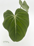Philodendron gloriosum ‘Zebra’ - Florigera
