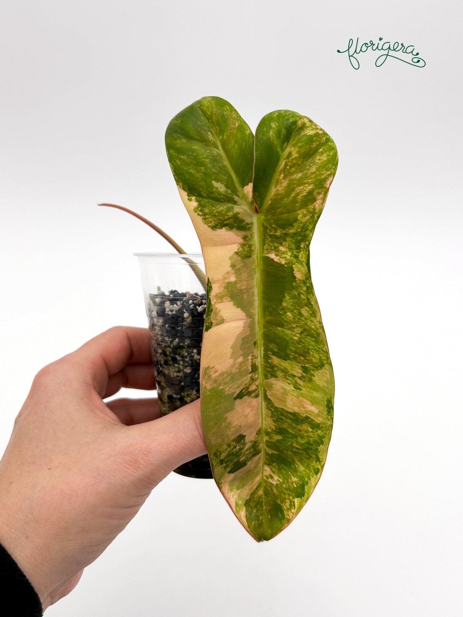 Philodendron Jennifer (FLOB x Billietiae) - koreniaca baby rastlinka - Florigera