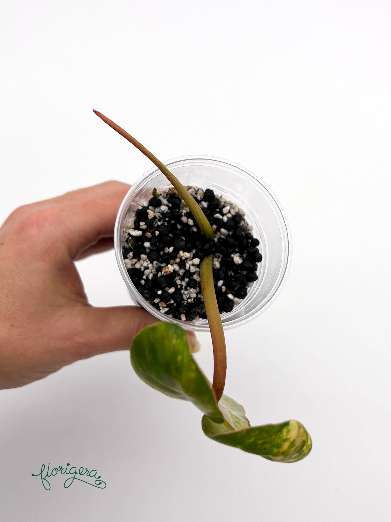 Philodendron Jennifer (FLOB x Billietiae) - koreniaca baby rastlinka - Florigera