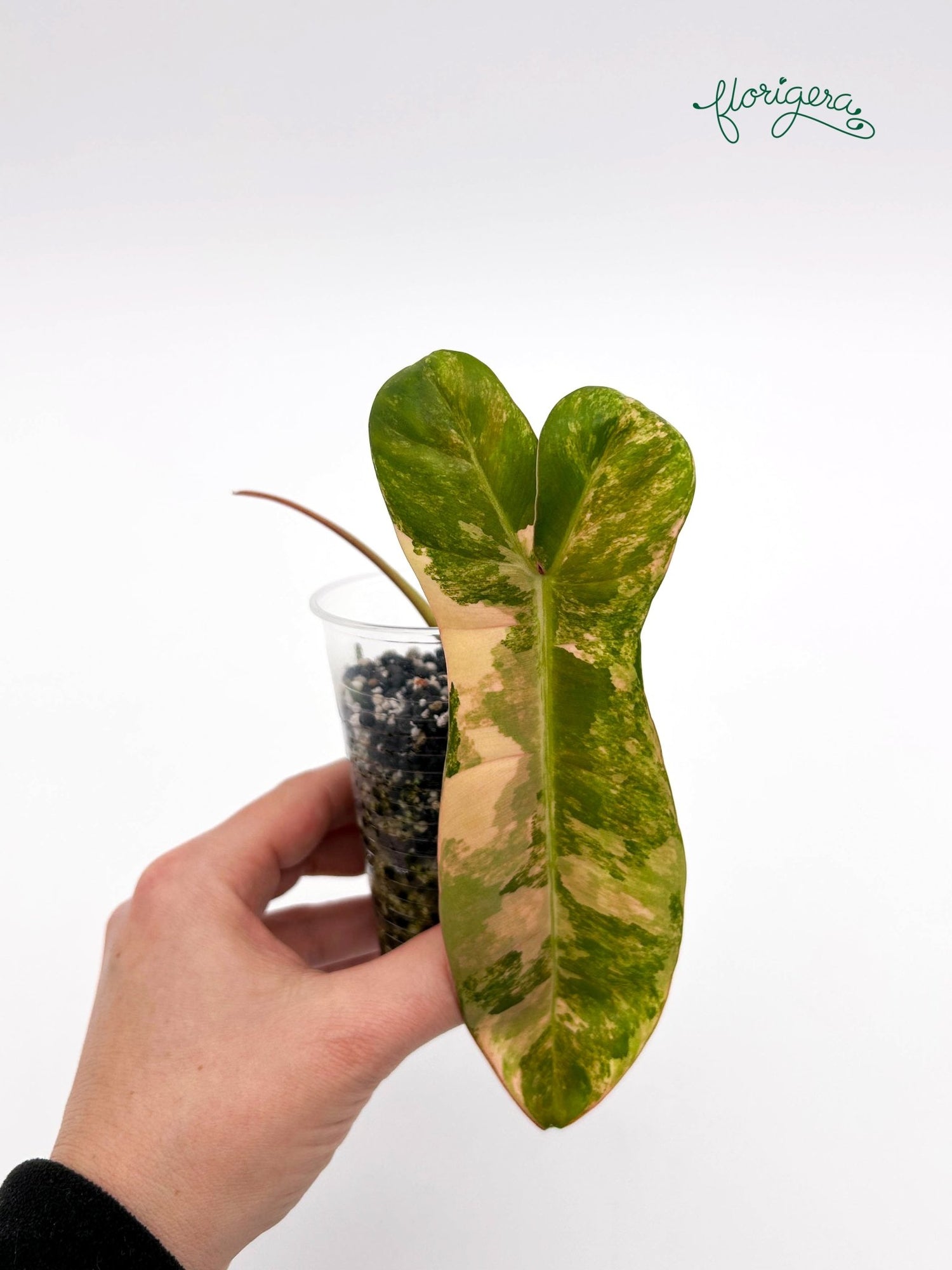 Philodendron Jennifer (FLOB x Billietiae) - koreniaca baby rastlinka - Florigera