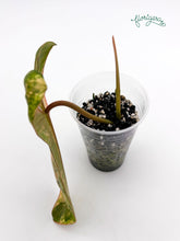 Philodendron Jennifer (FLOB x Billietiae) - koreniaca baby rastlinka - Florigera