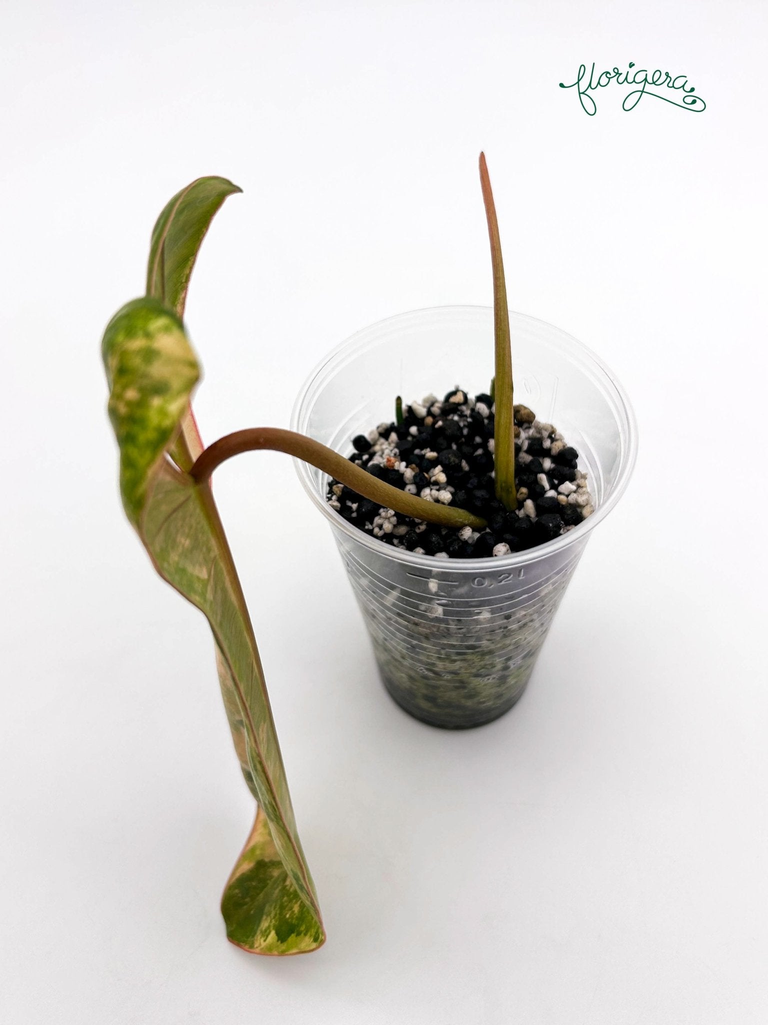 Philodendron Jennifer (FLOB x Billietiae) - koreniaca baby rastlinka - Florigera