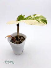 Philodendron Kitina (FLOB × Mayoi) 2 - baby rastlinka - Florigera