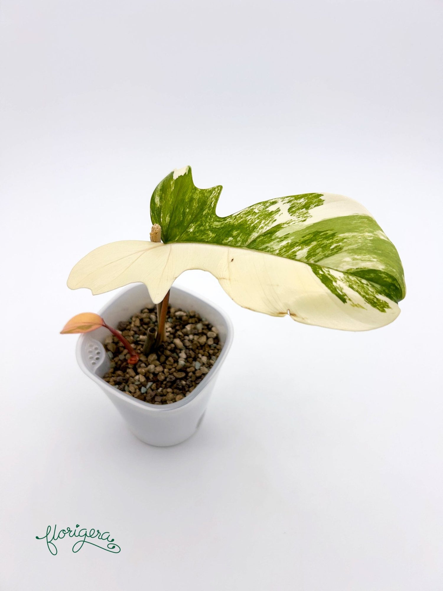 Philodendron Kitina (FLOB × Mayoi) 2 - baby rastlinka - Florigera