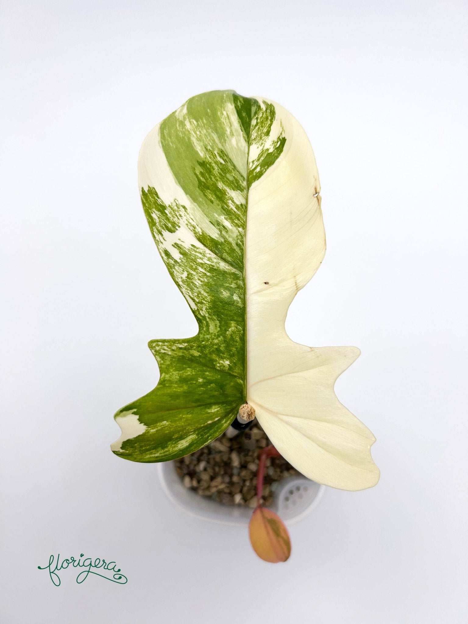 Philodendron Kitina (FLOB × Mayoi) 2 - baby rastlinka - Florigera