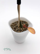 Philodendron Kitina (FLOB × Mayoi) 2 - baby rastlinka - Florigera