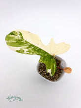 Philodendron Kitina (FLOB × Mayoi) 2 - baby rastlinka - Florigera