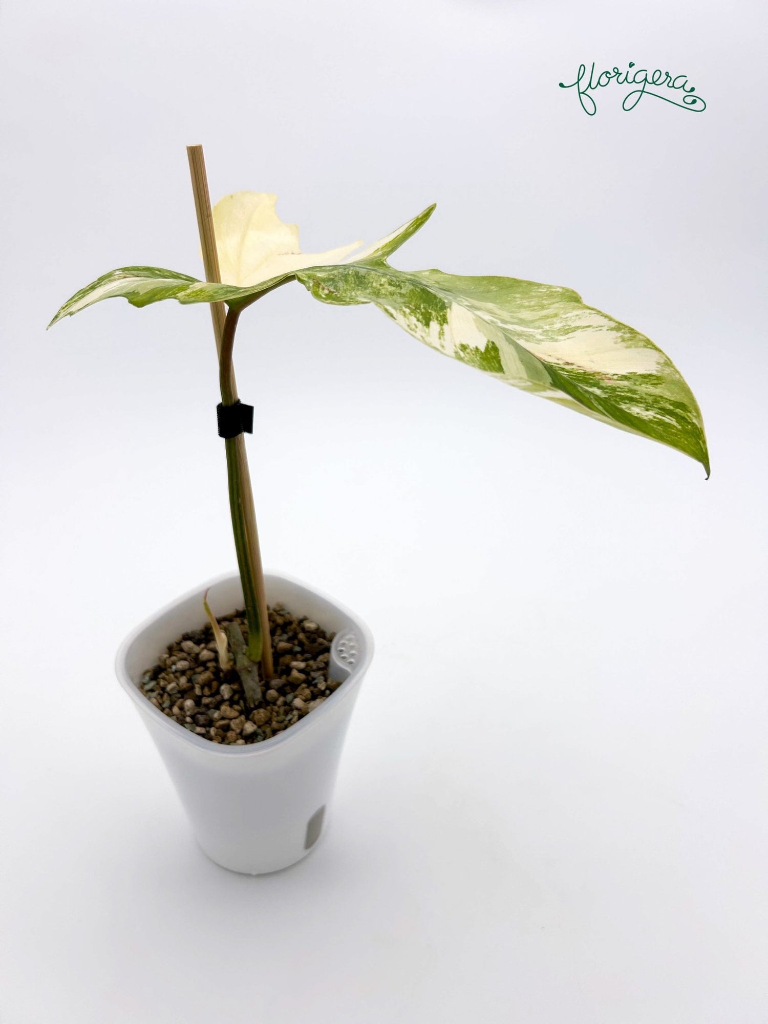 Philodendron Kitina (FLOB × Mayoi) - baby rastlinka - Florigera