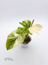 Philodendron Kitina (FLOB × Mayoi) - baby rastlinka - Florigera
