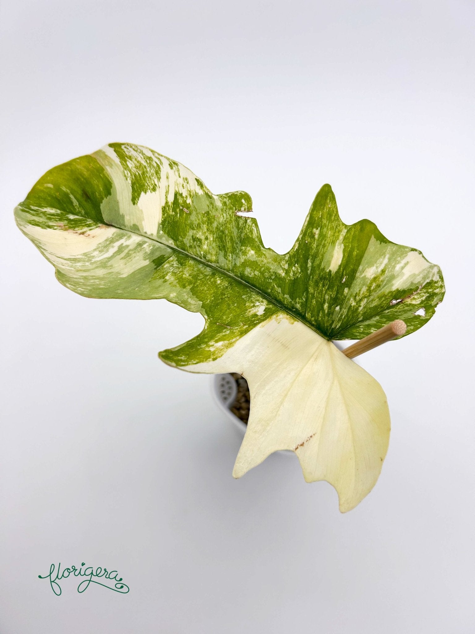 Philodendron Kitina (FLOB × Mayoi) - baby rastlinka - Florigera