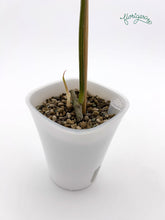 Philodendron Kitina (FLOB × Mayoi) - baby rastlinka - Florigera