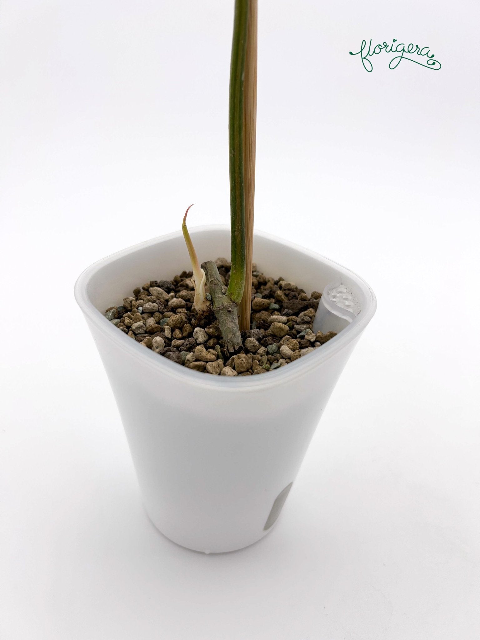 Philodendron Kitina (FLOB × Mayoi) - baby rastlinka - Florigera