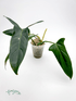 Philodendron mexicanum - Florigera
