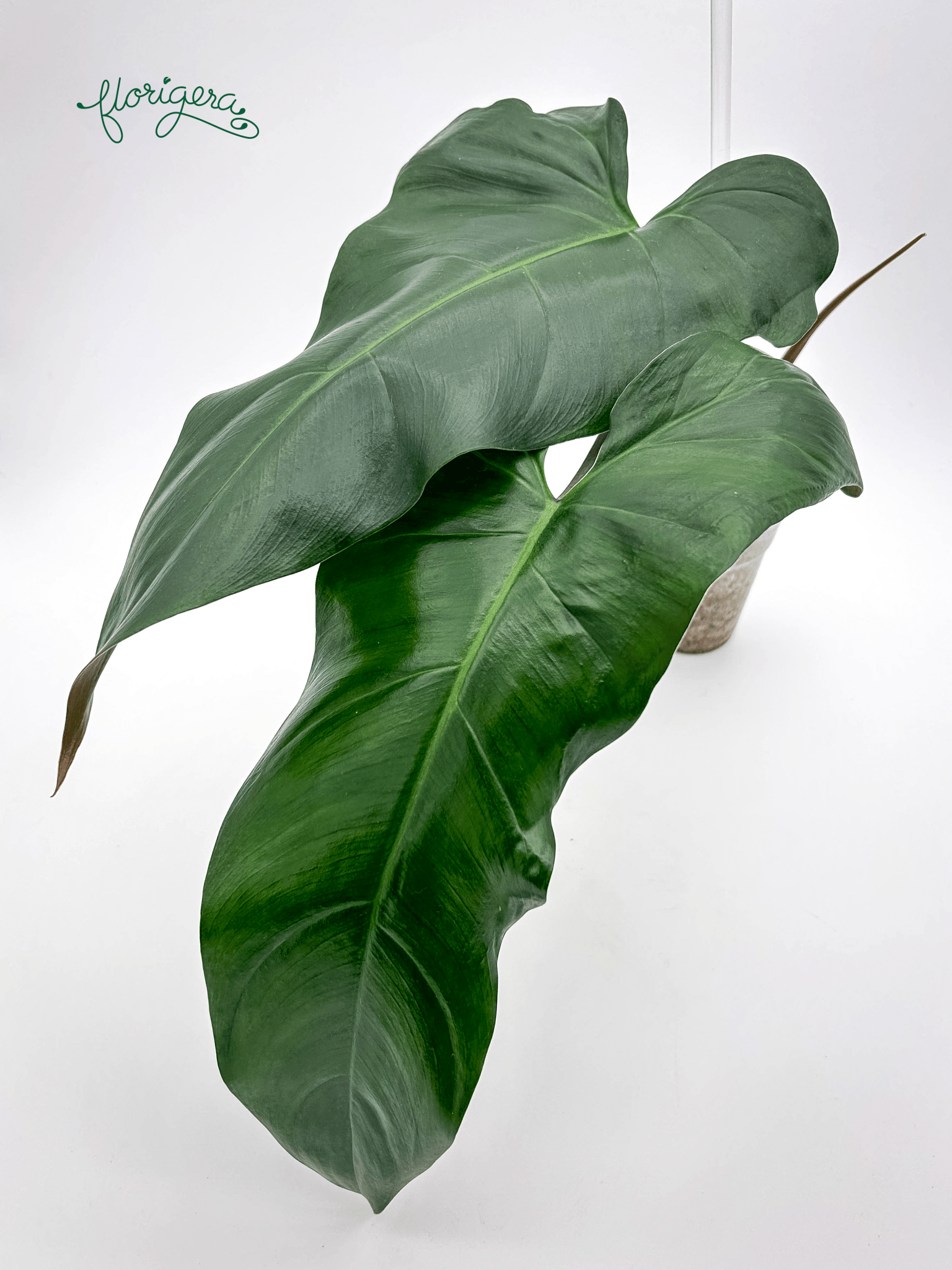 Philodendron mexicanum 2 - Florigera