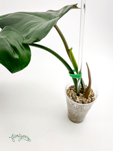 Philodendron mexicanum 2 - Florigera