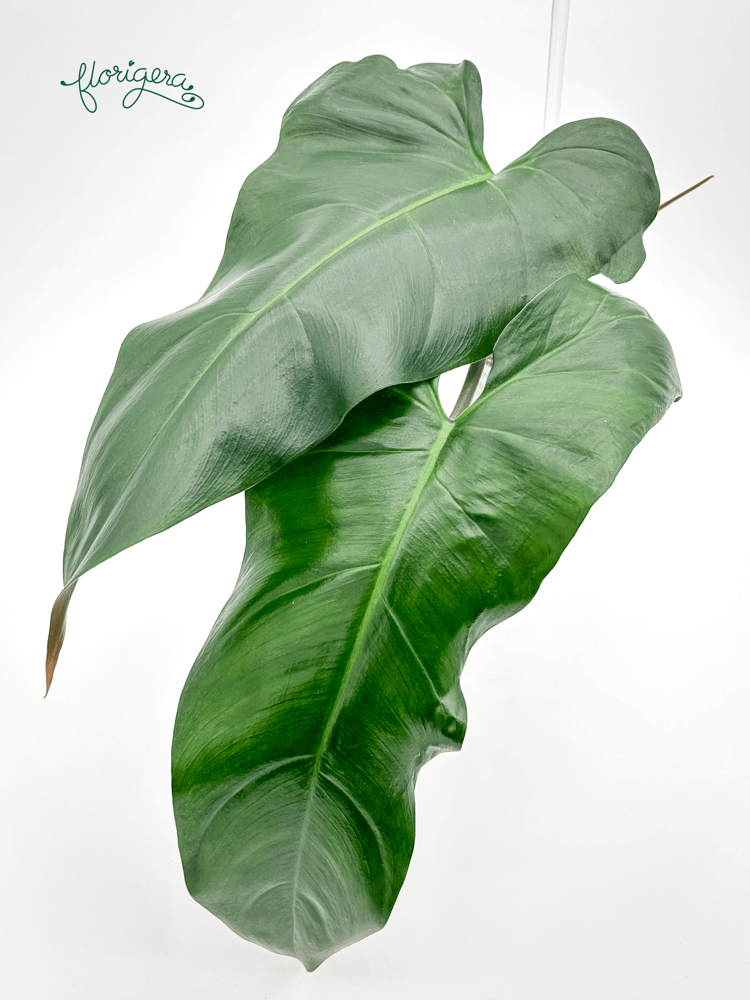 Philodendron mexicanum 2 - Florigera