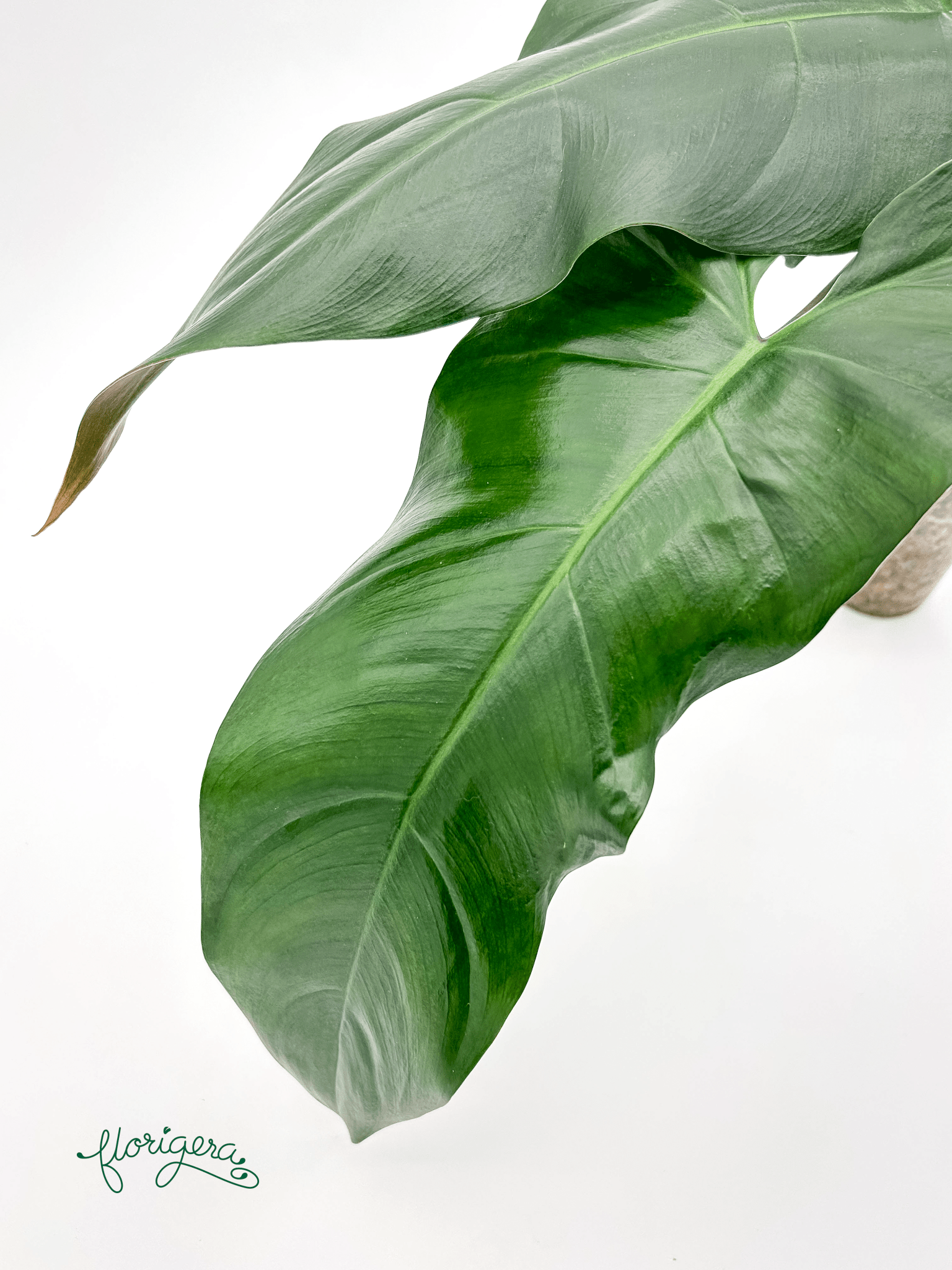 Philodendron mexicanum 2 - Florigera