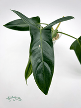 Philodendron mexicanum - Florigera