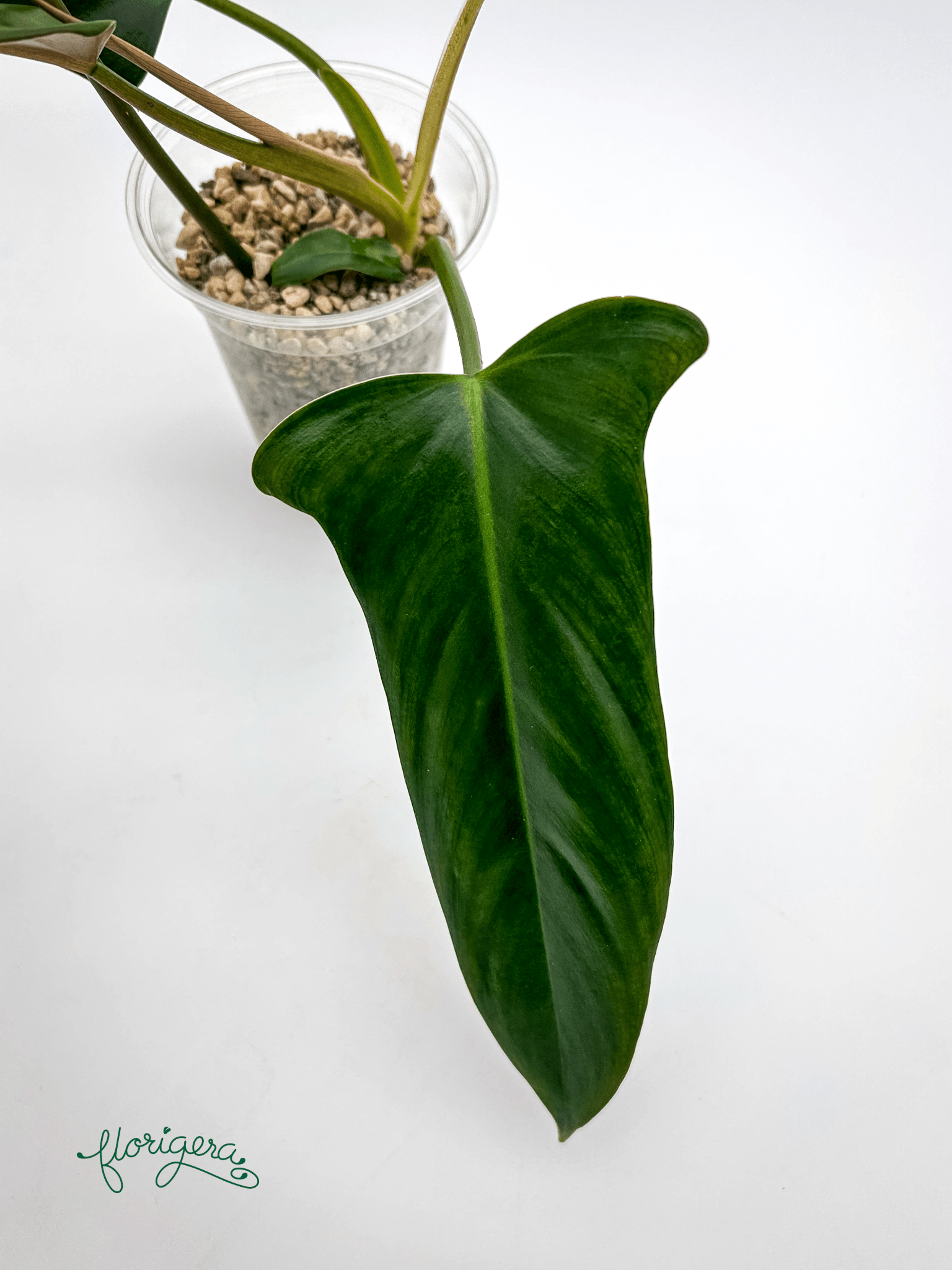 Philodendron mexicanum - Florigera