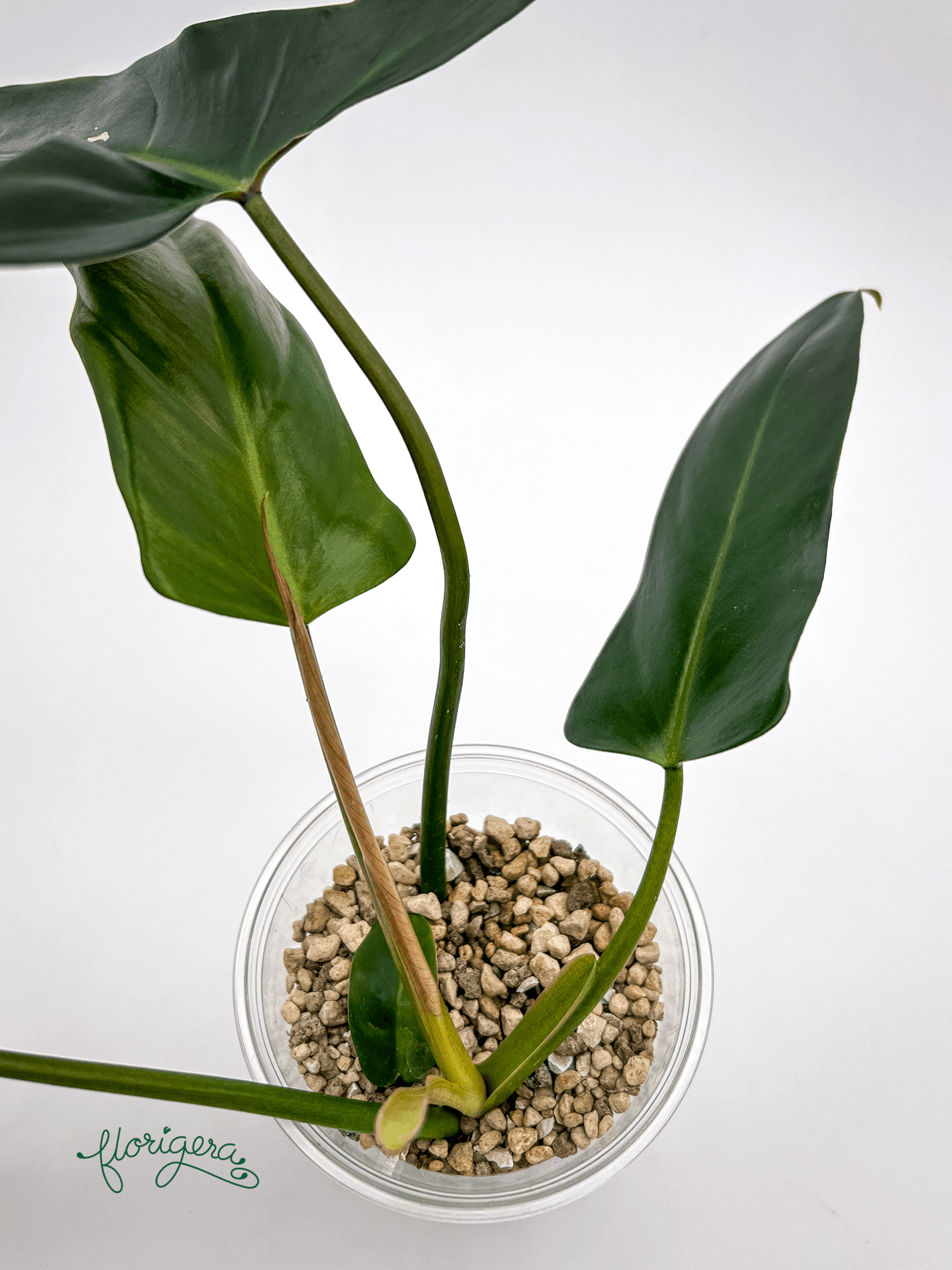 Philodendron mexicanum - Florigera