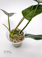 Philodendron mexicanum - Florigera